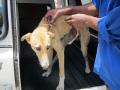 Greyhound rescued from highway