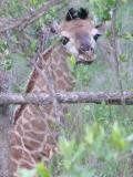 A Baby Giraffe that was born in the New Year at a Game Farm in Limpopo. Photo submitted by a Fourways Resident.