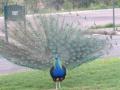 A male peacock strutting his stuff