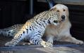 The leopard and the golden retriever who are the best of friends 