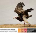 White Headed Vulture from Kruger Park