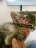 Severely injured kitten rescued by Four Paws